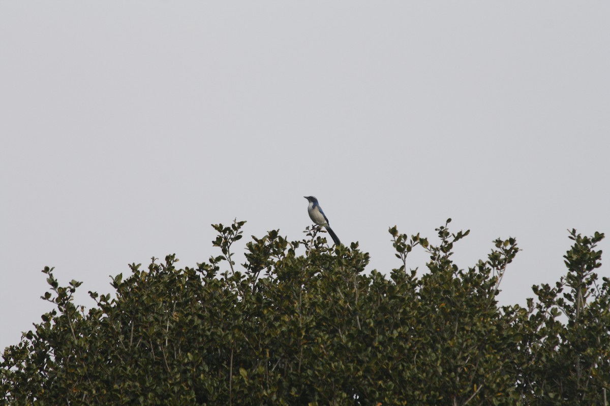 California Scrub-Jay - ML646937392