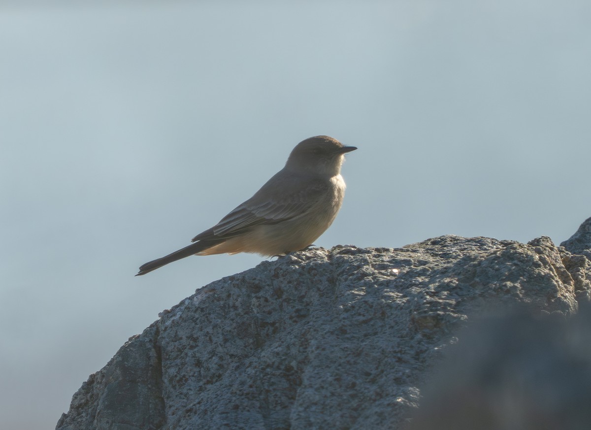 Say's Phoebe - ML646937393