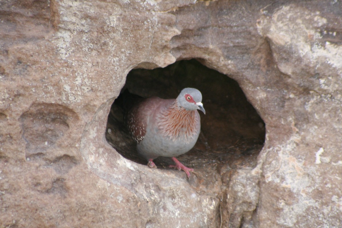 Uso ginearra - ML646937395