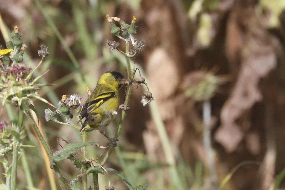 Black-chinned Siskin - ML646937397