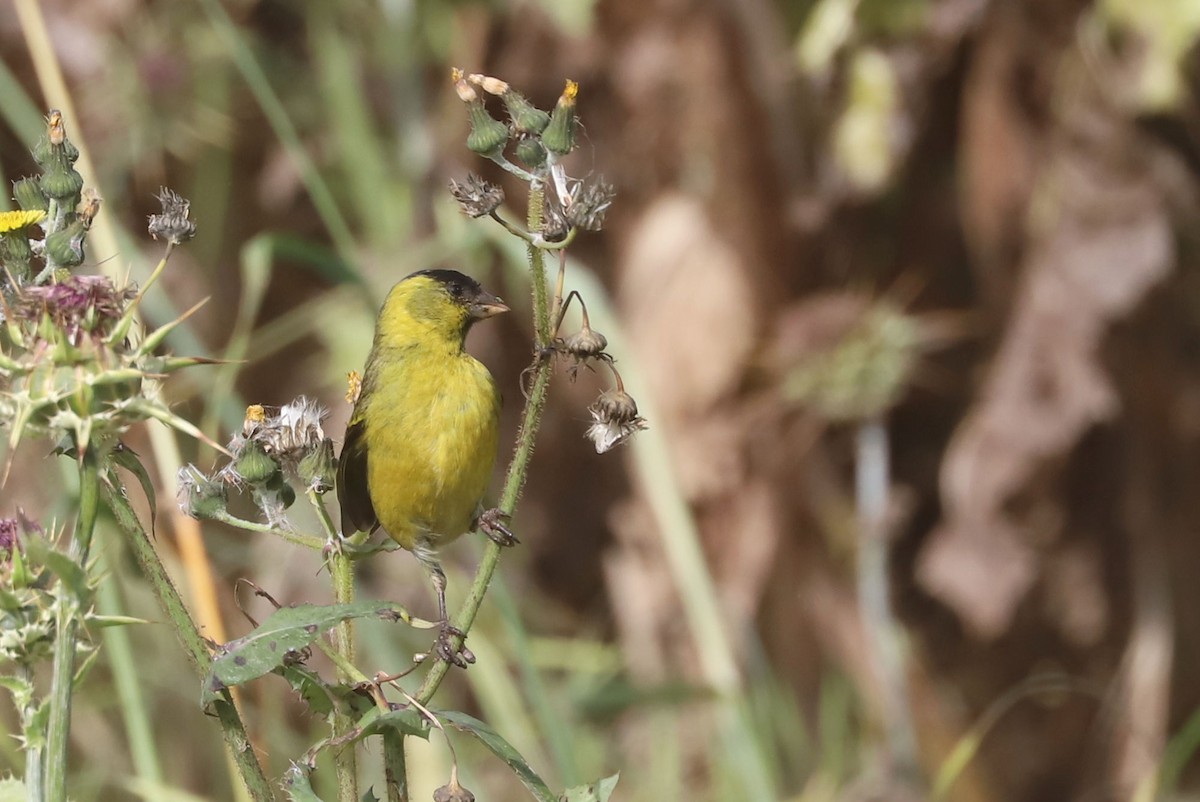 Black-chinned Siskin - ML646937398