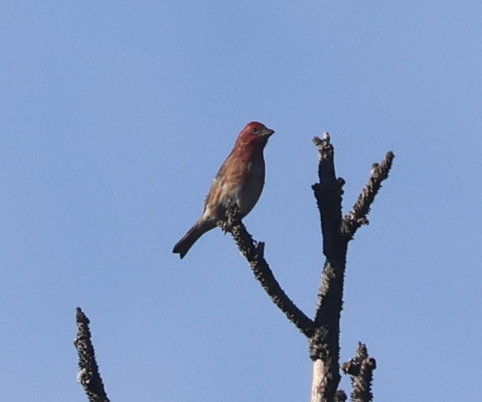 Purple Finch - ML646937401