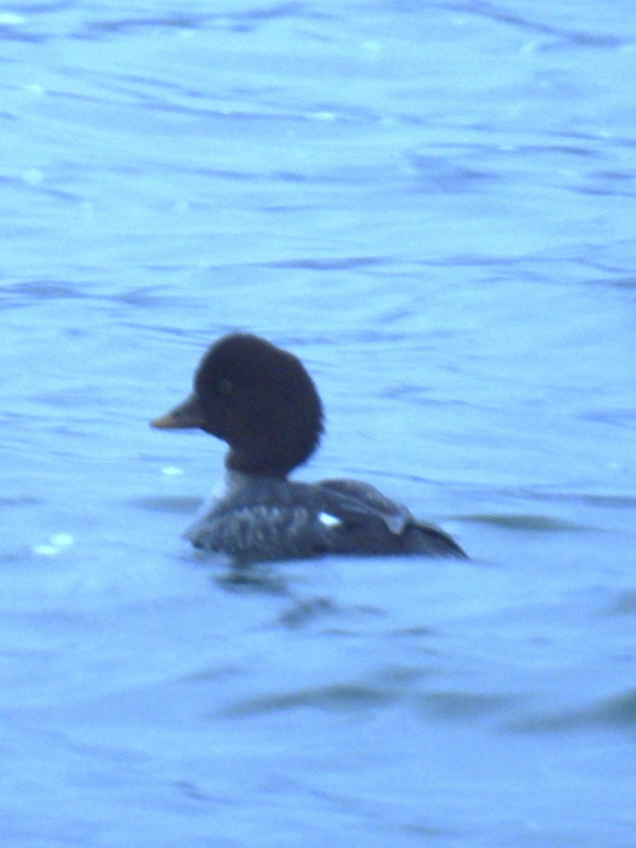 Гоголь ісландський - ML646937406