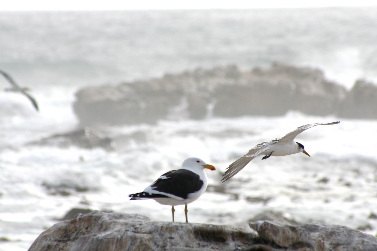 Great Crested Tern - ML646937412