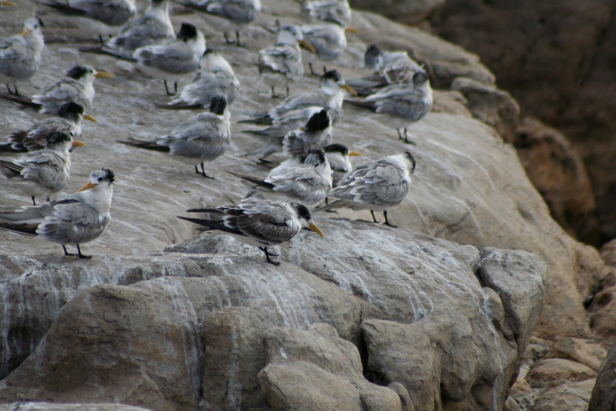 Great Crested Tern - ML646937413