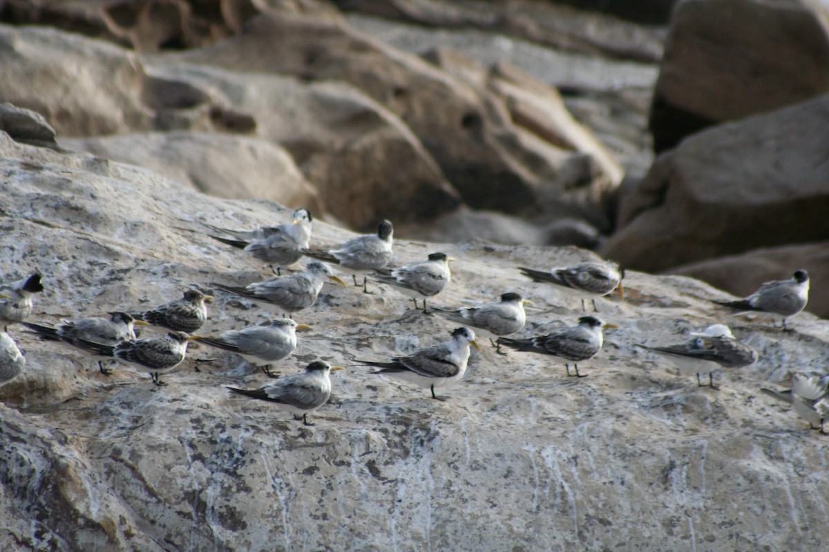 Great Crested Tern - ML646937414