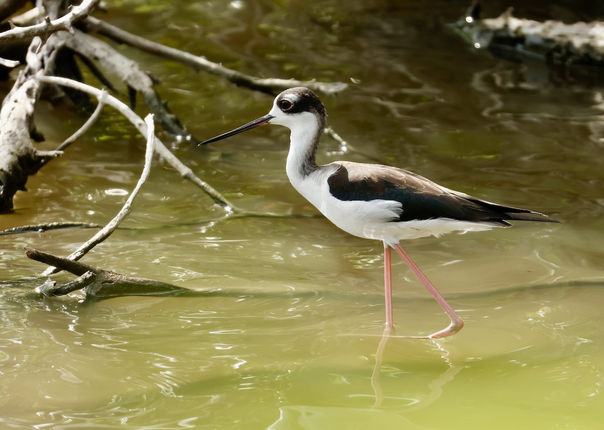 Black-necked Stilt - ML646937418