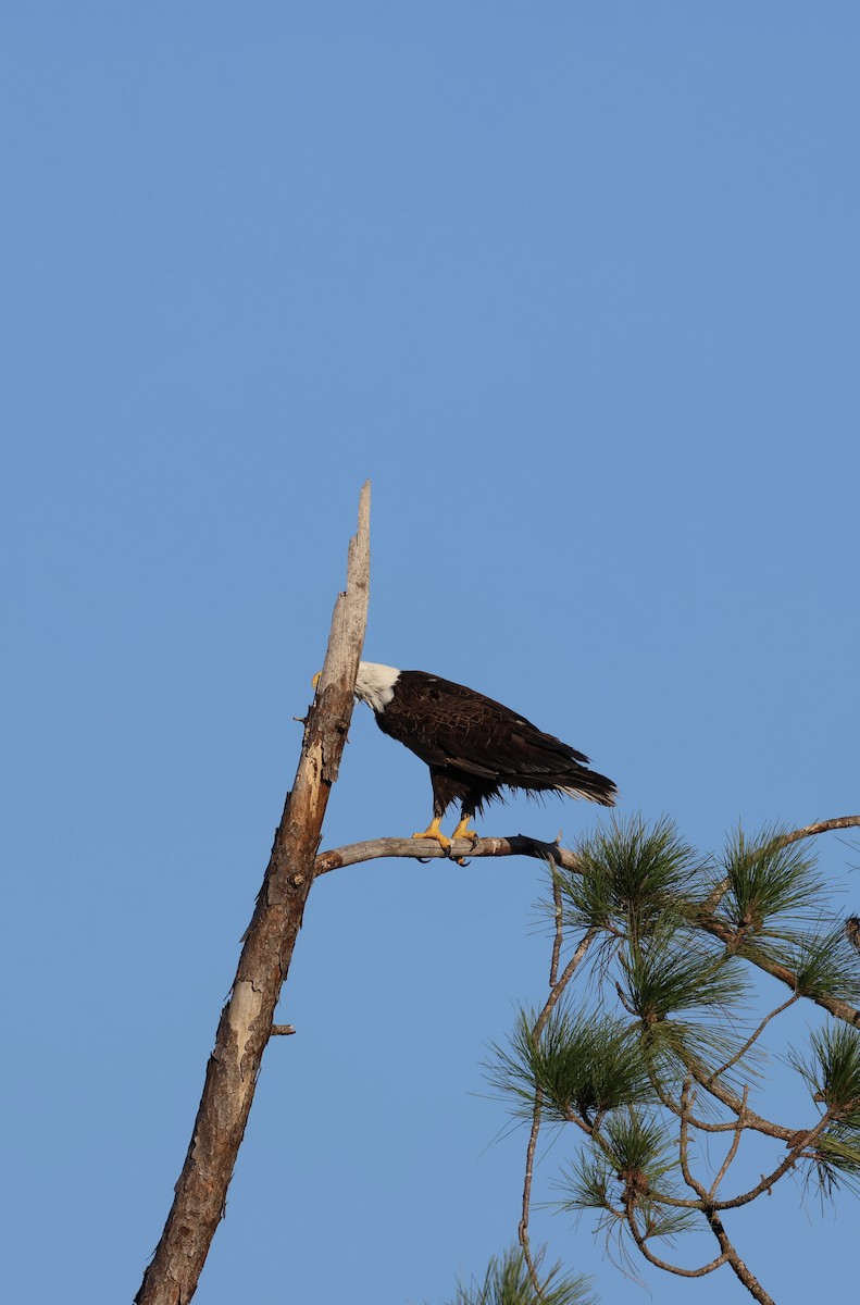 hvithodehavørn - ML646937421