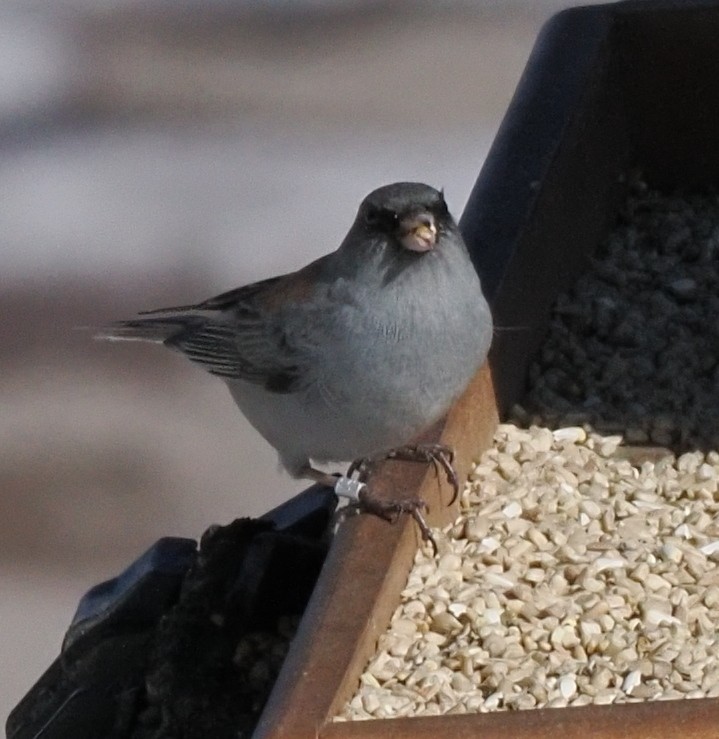 Dark-eyed Junco (Gray-headed) - ML646937423