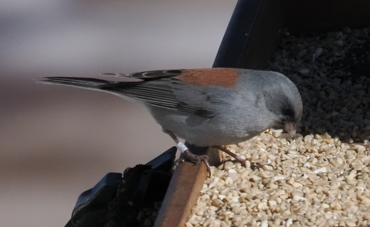 Dark-eyed Junco (Gray-headed) - ML646937424