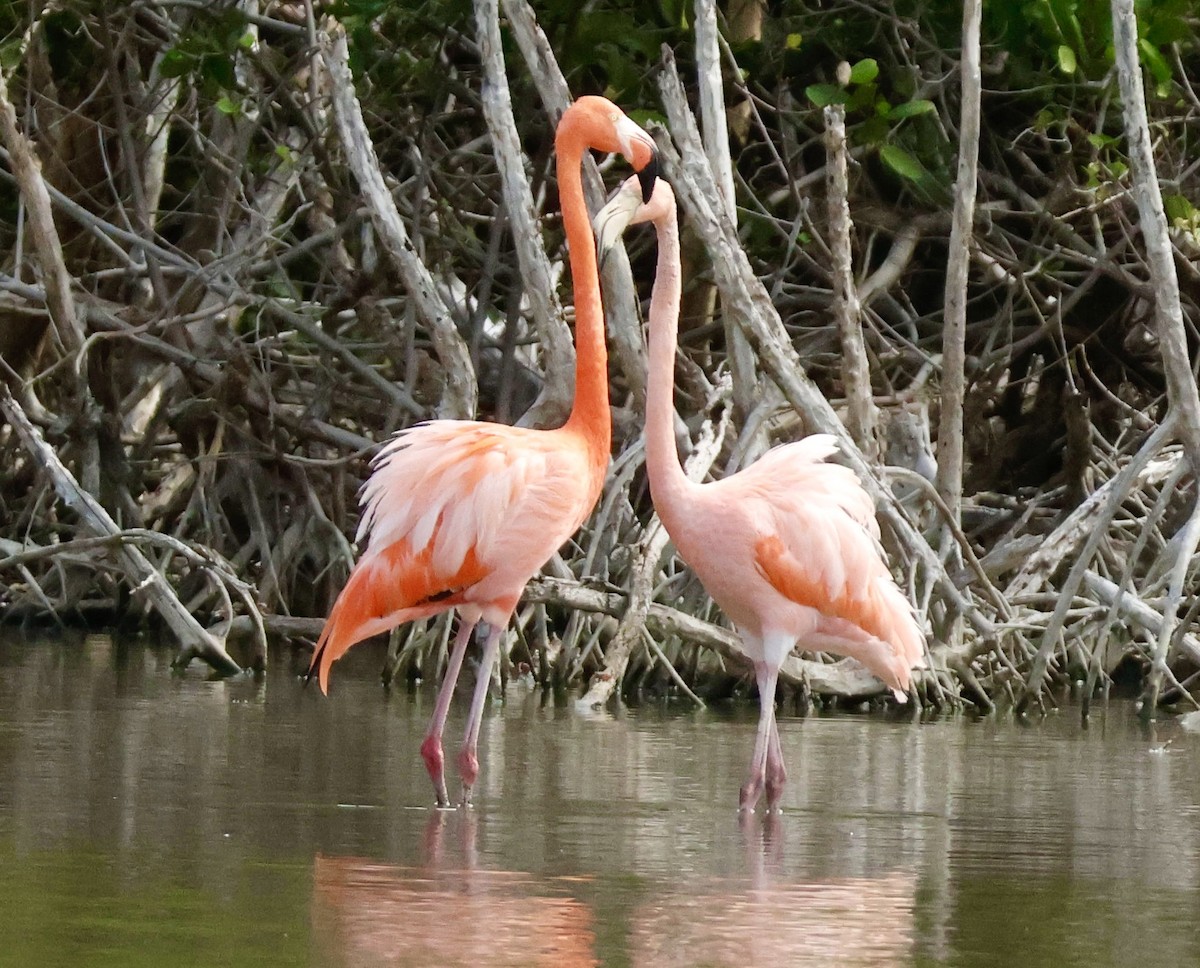 American Flamingo - ML646937432