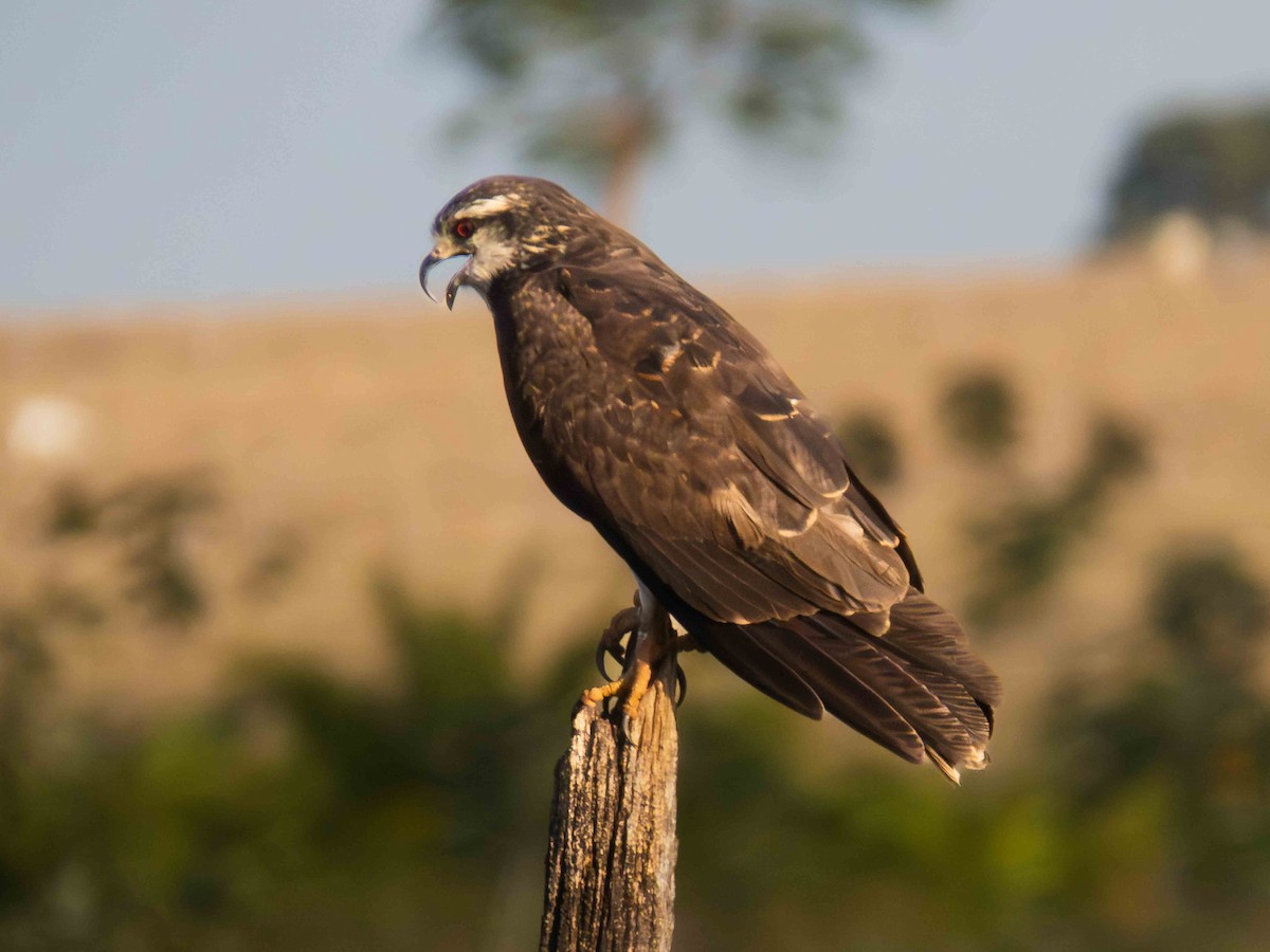 Snail Kite - ML646937434