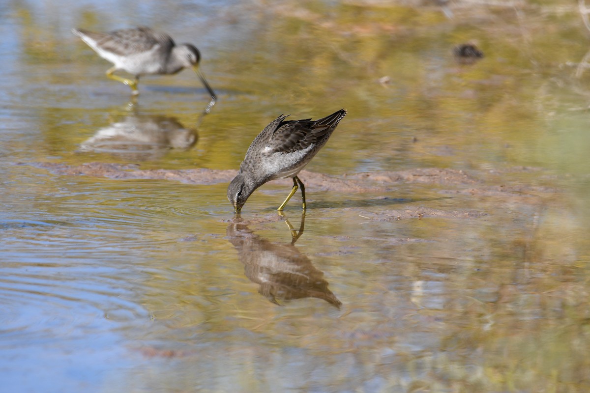 Long-billed Dowitcher - ML646937435