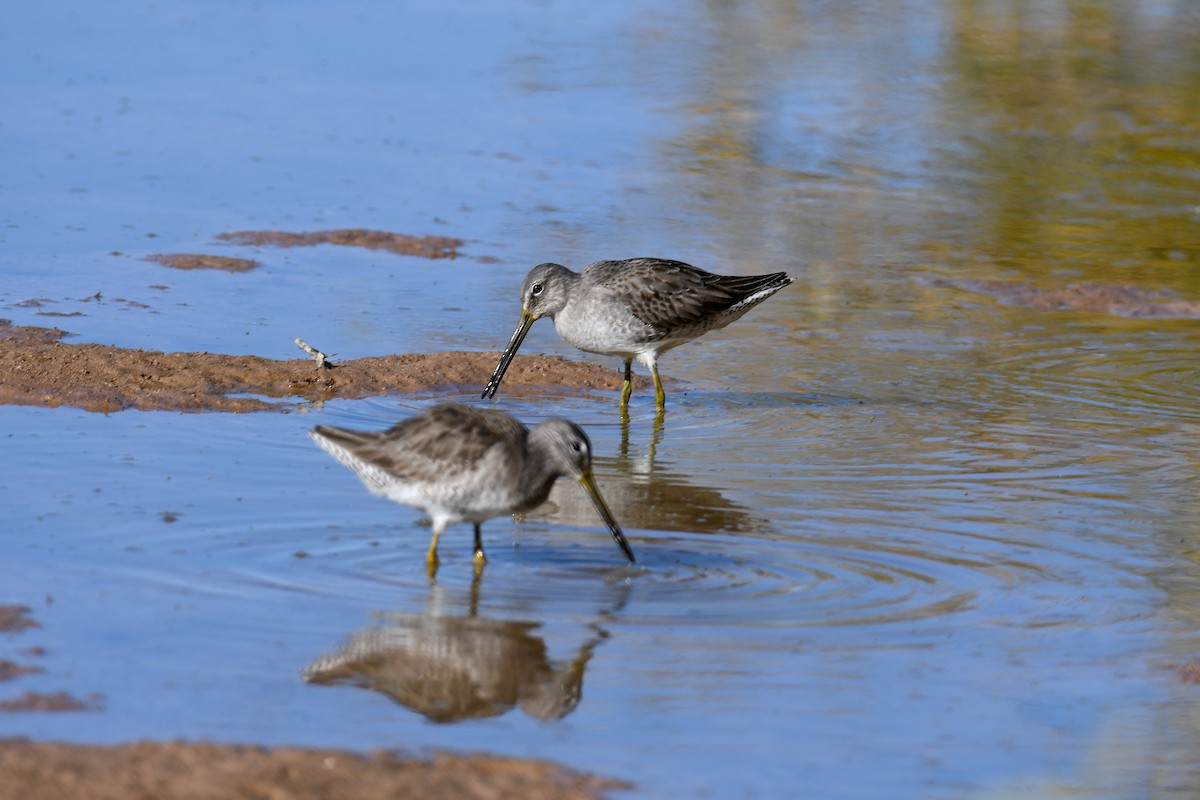 Long-billed Dowitcher - ML646937436