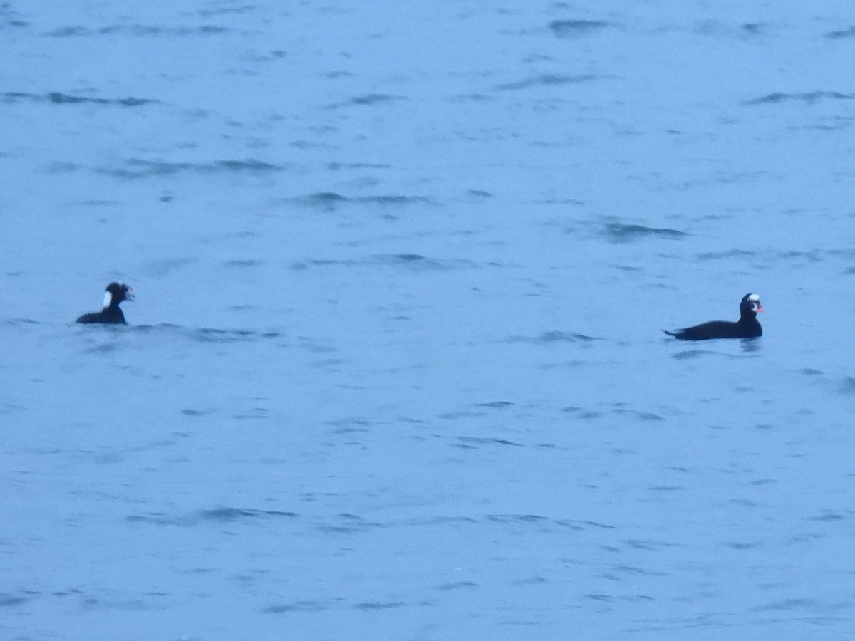 Турпан білолобий - ML646937437