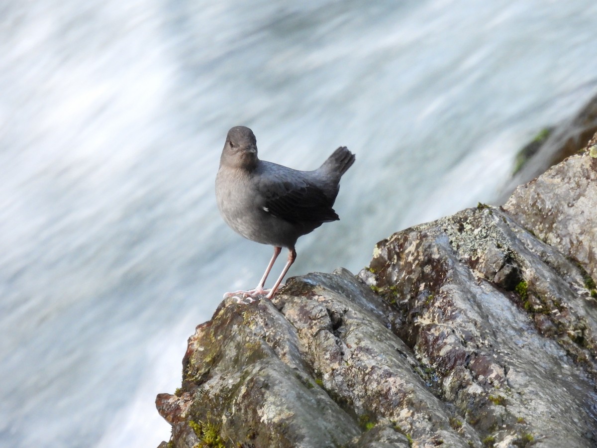 American Dipper - ML646937439