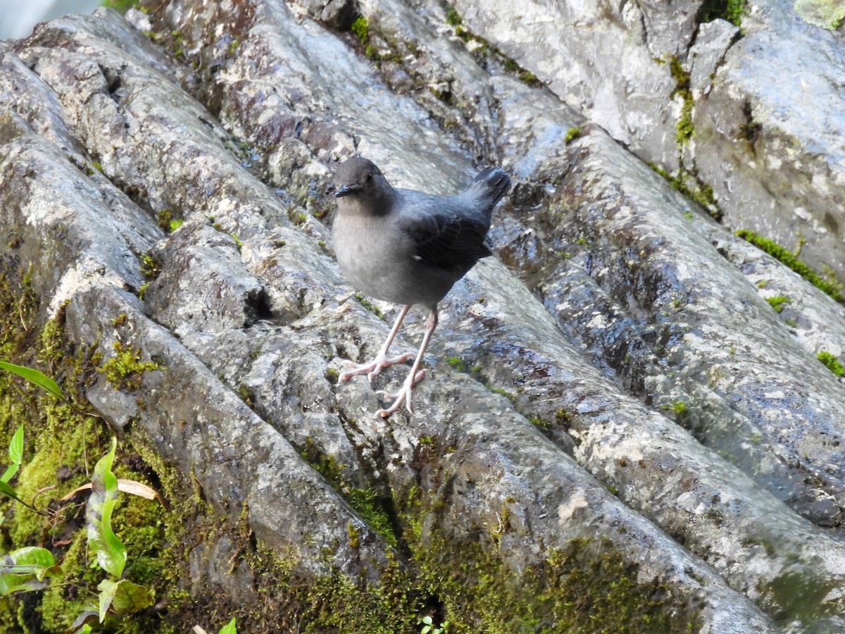 American Dipper - ML646937440
