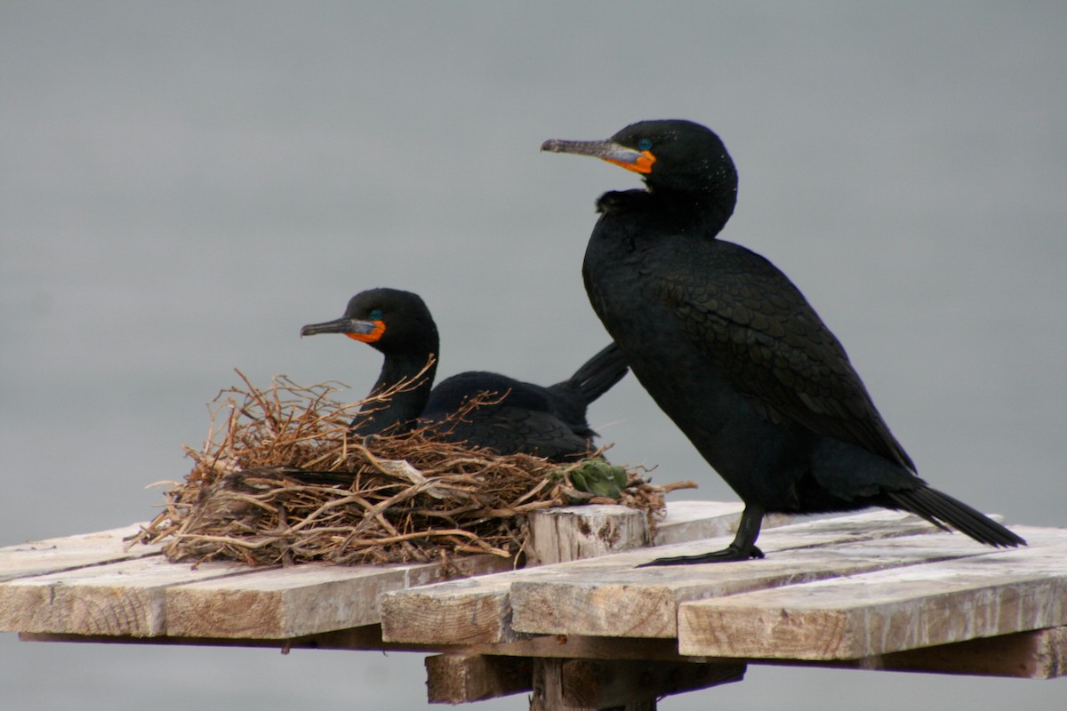 Cape Cormorant - ML646937441