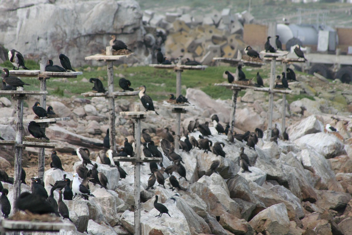 Cape Cormorant - ML646937442