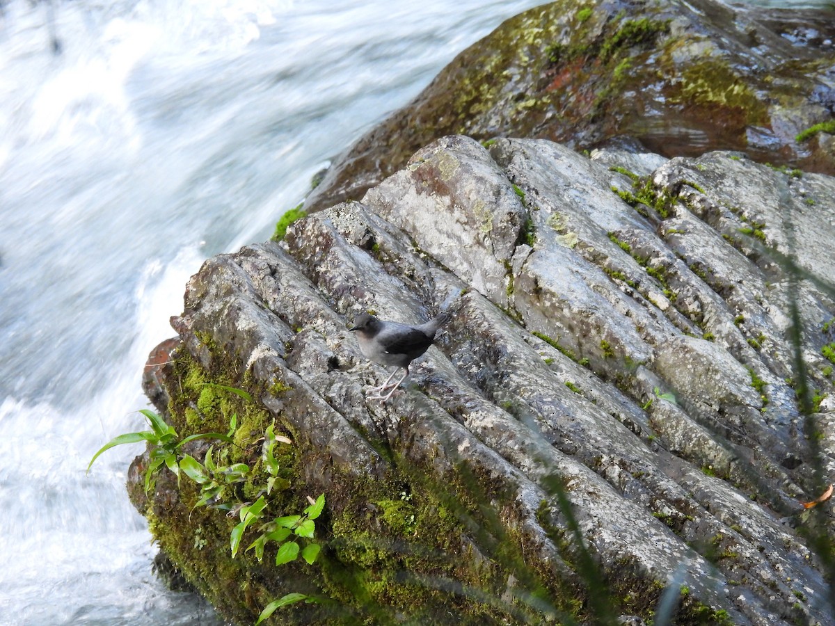 American Dipper - ML646937443