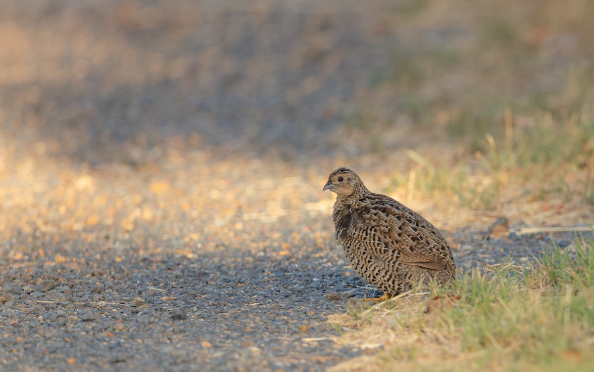 Перепілка бура - ML646937444