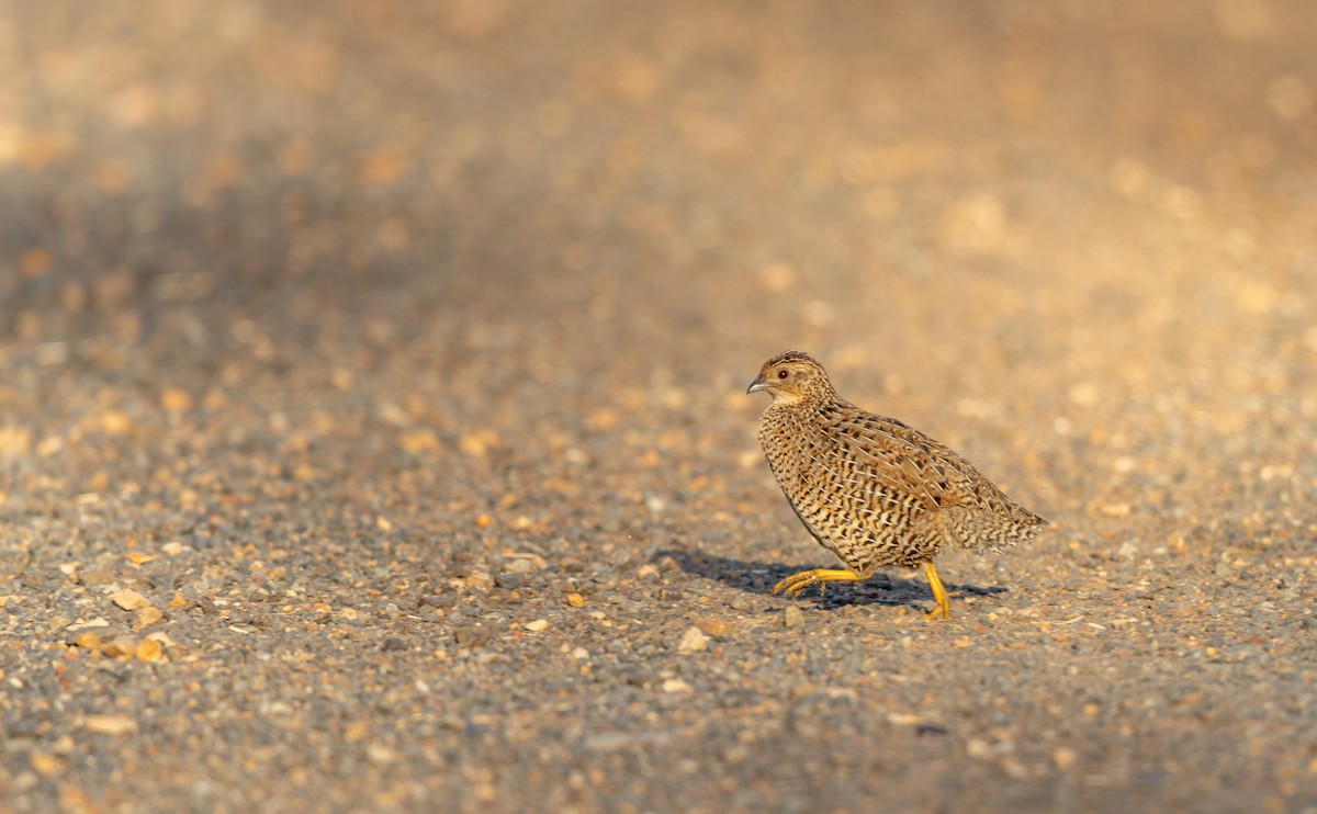 Перепілка бура - ML646937445