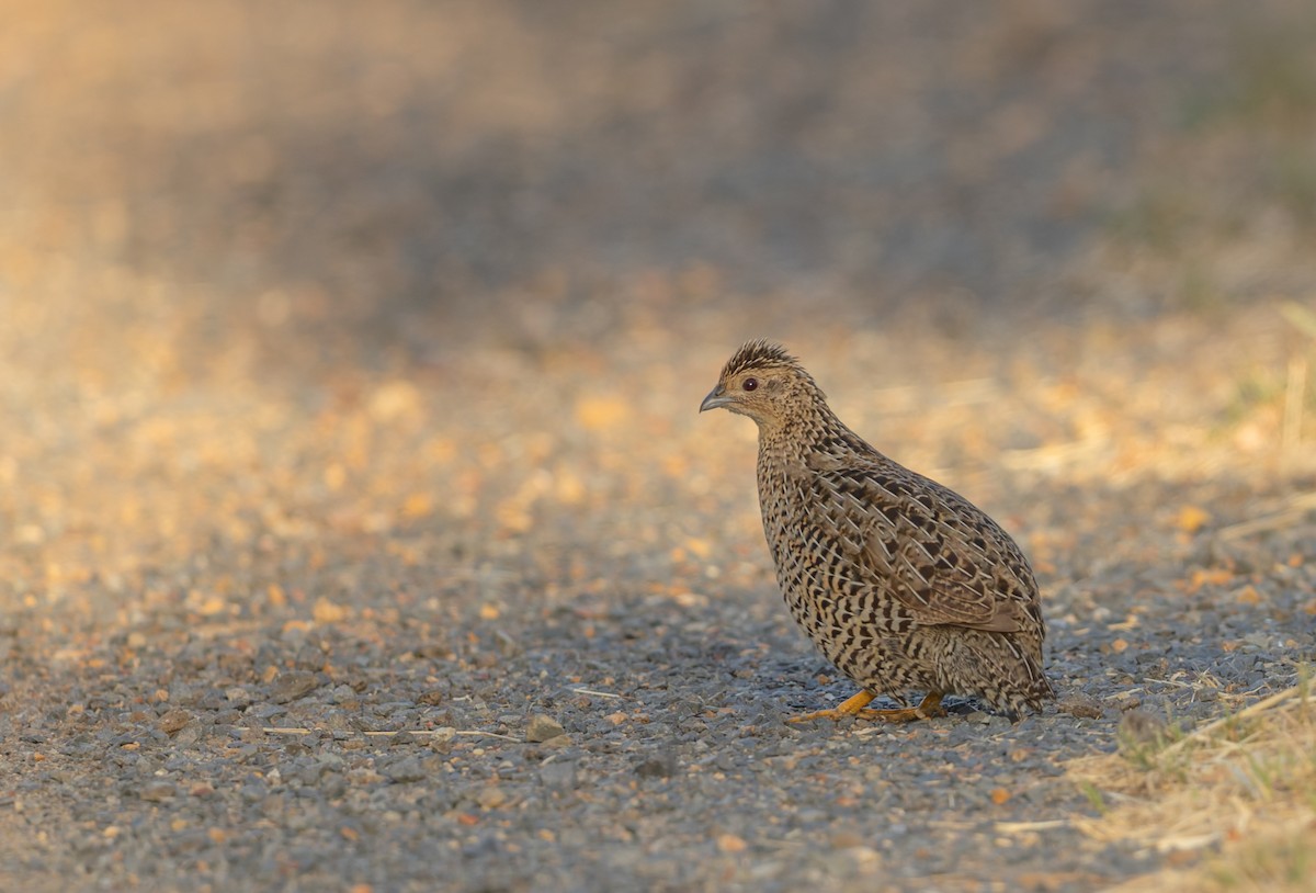 Перепілка бура - ML646937446