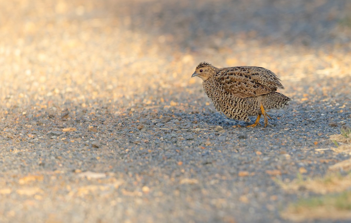 Перепілка бура - ML646937447