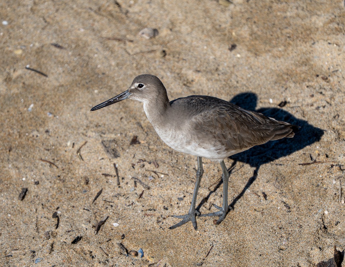 Willet - ML646937450
