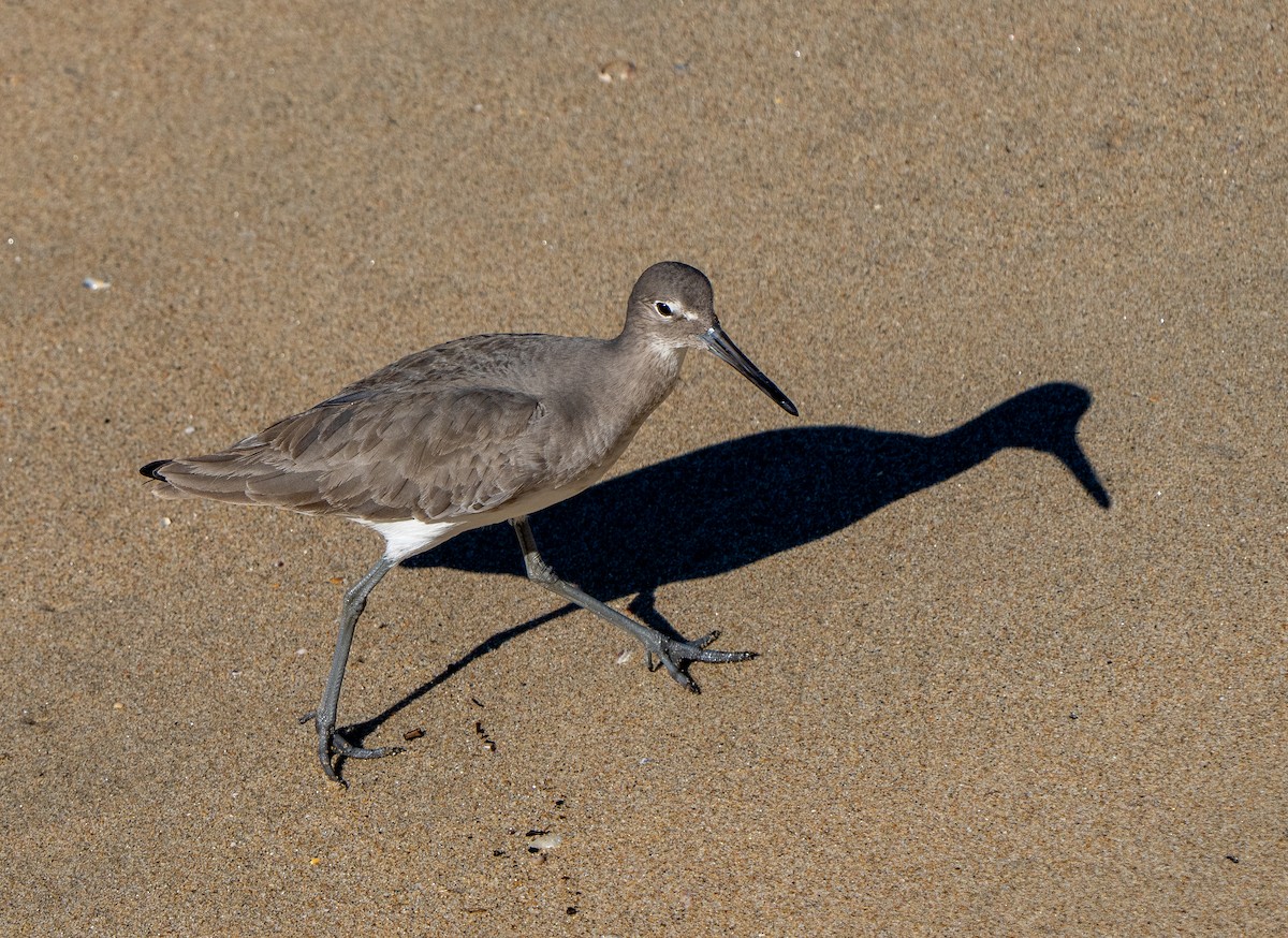 Willet - ML646937451