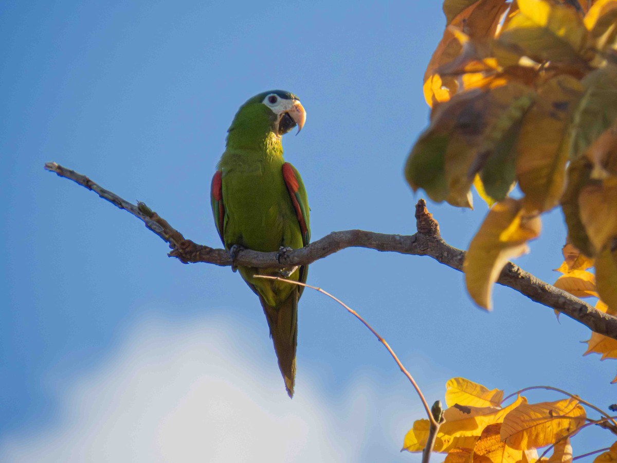 Red-shouldered Macaw - ML646937456