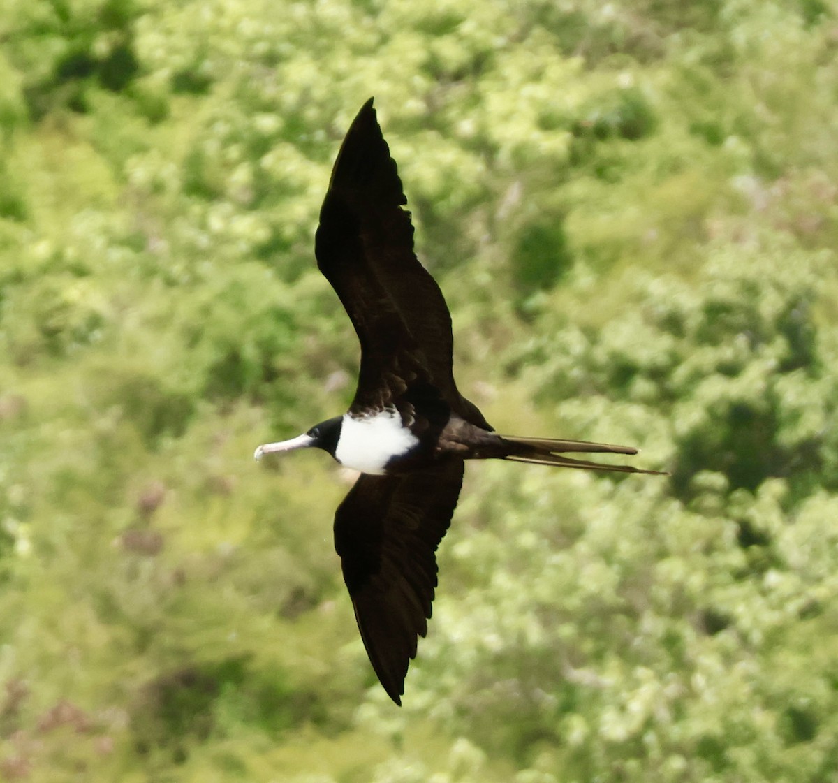 Magnificent Frigatebird - ML646937458