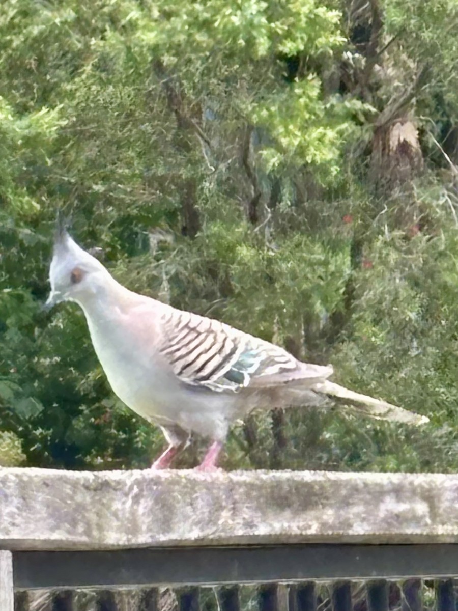 Crested Pigeon - ML646937469