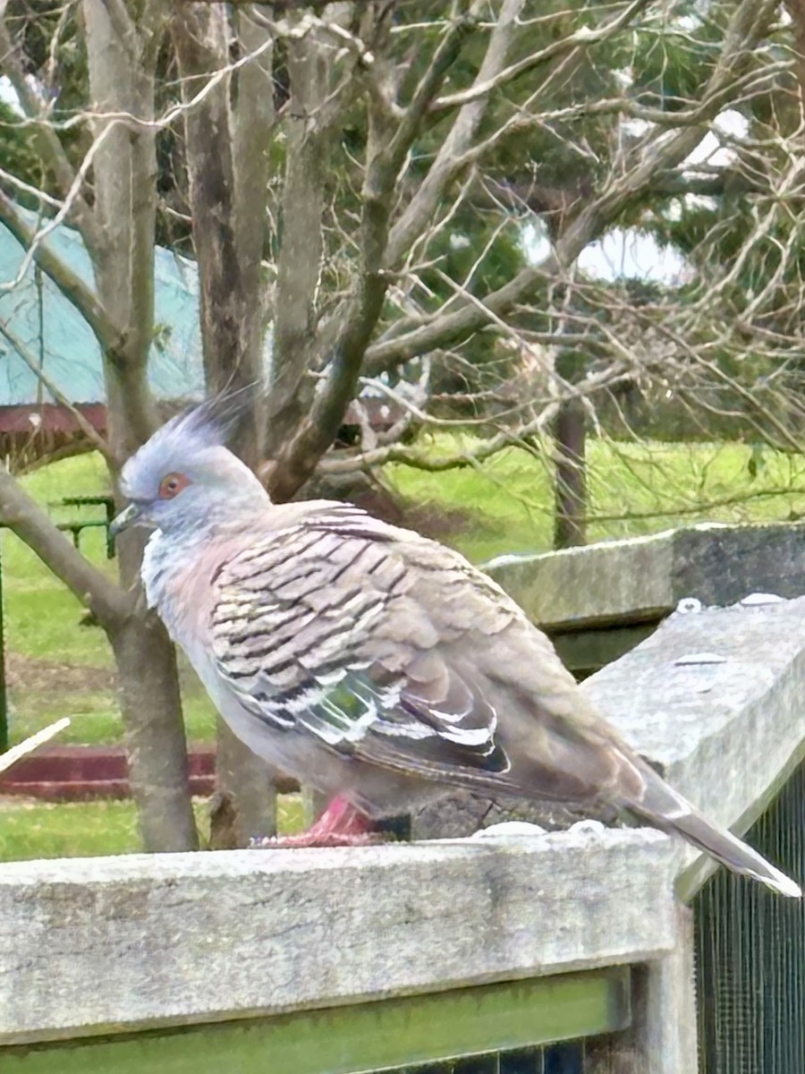 Crested Pigeon - ML646937470