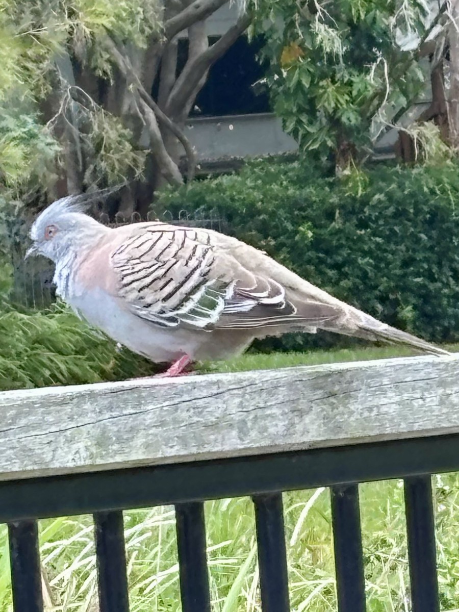 Crested Pigeon - ML646937471
