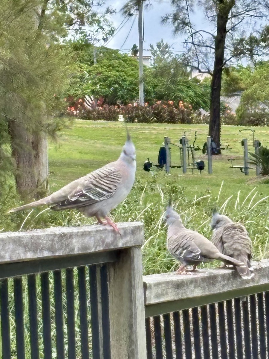 Crested Pigeon - ML646937472