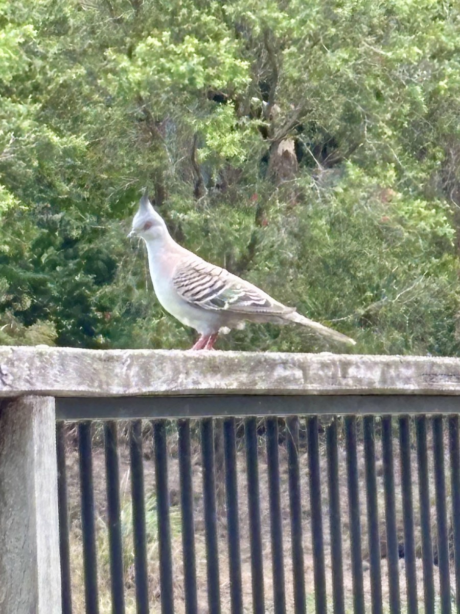 Crested Pigeon - ML646937473