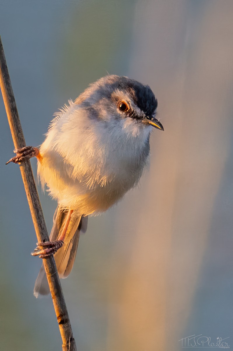 prinie afroasijská - ML646937475