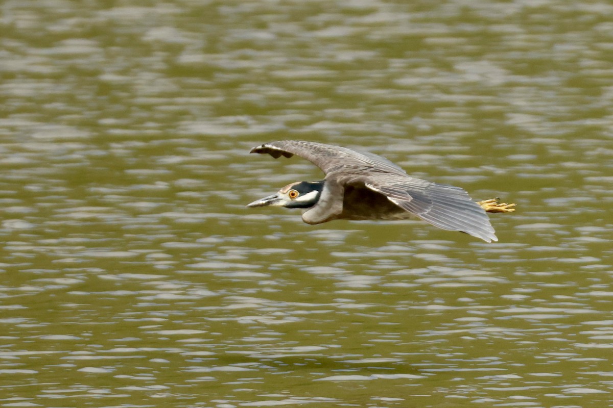 Yellow-crowned Night Heron - ML646937476