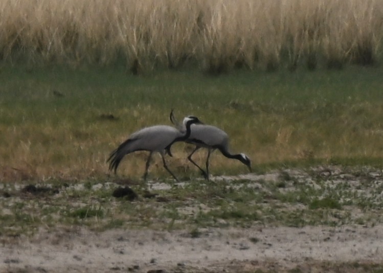 Lertsun txikia - ML646937485