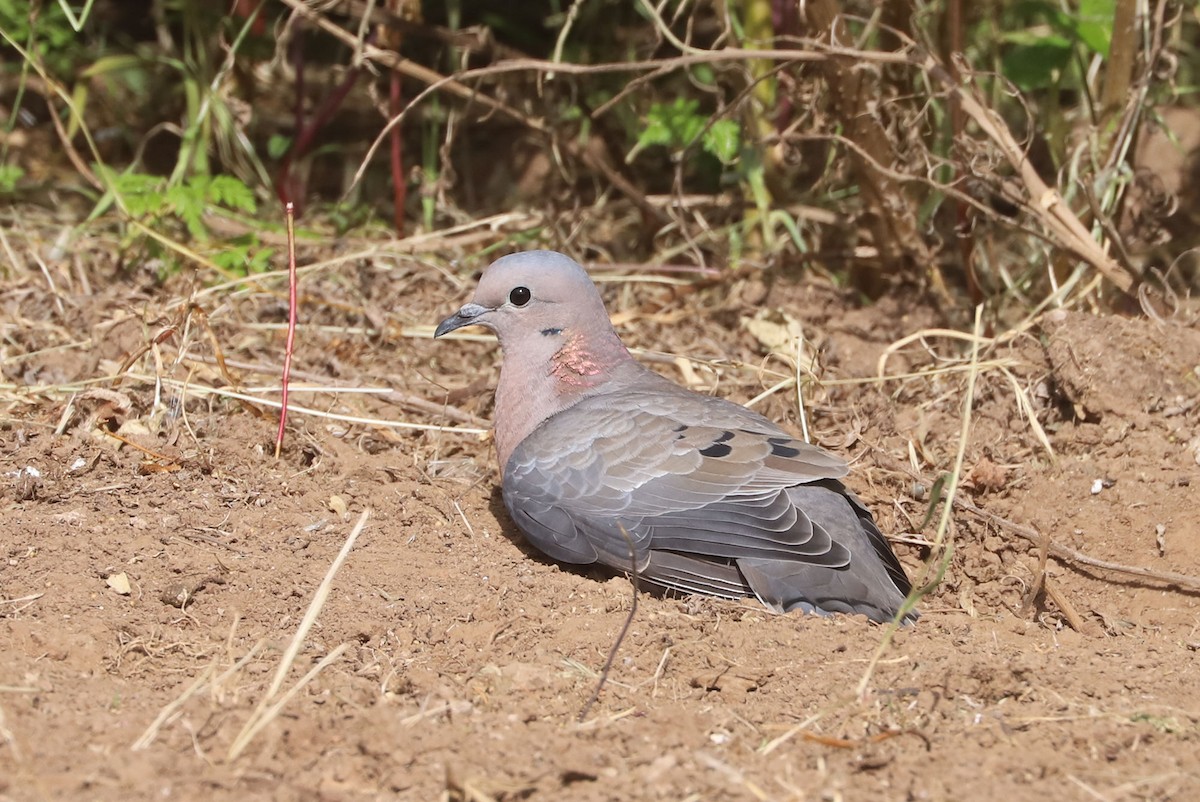 Eared Dove - ML646937486