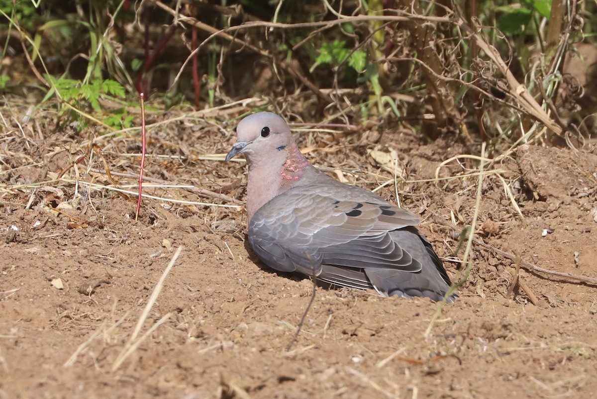Eared Dove - ML646937487