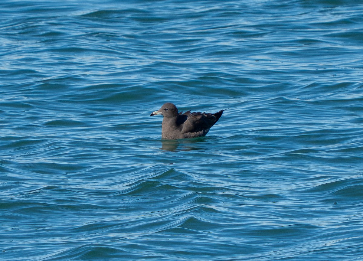 Heermann's Gull - ML646937489