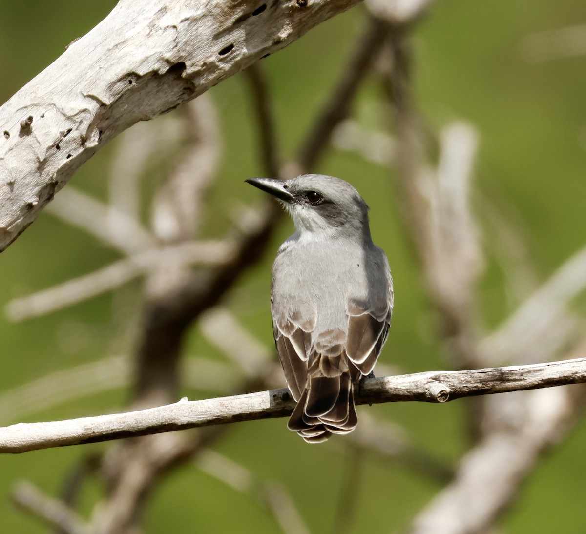 Gray Kingbird - ML646937490