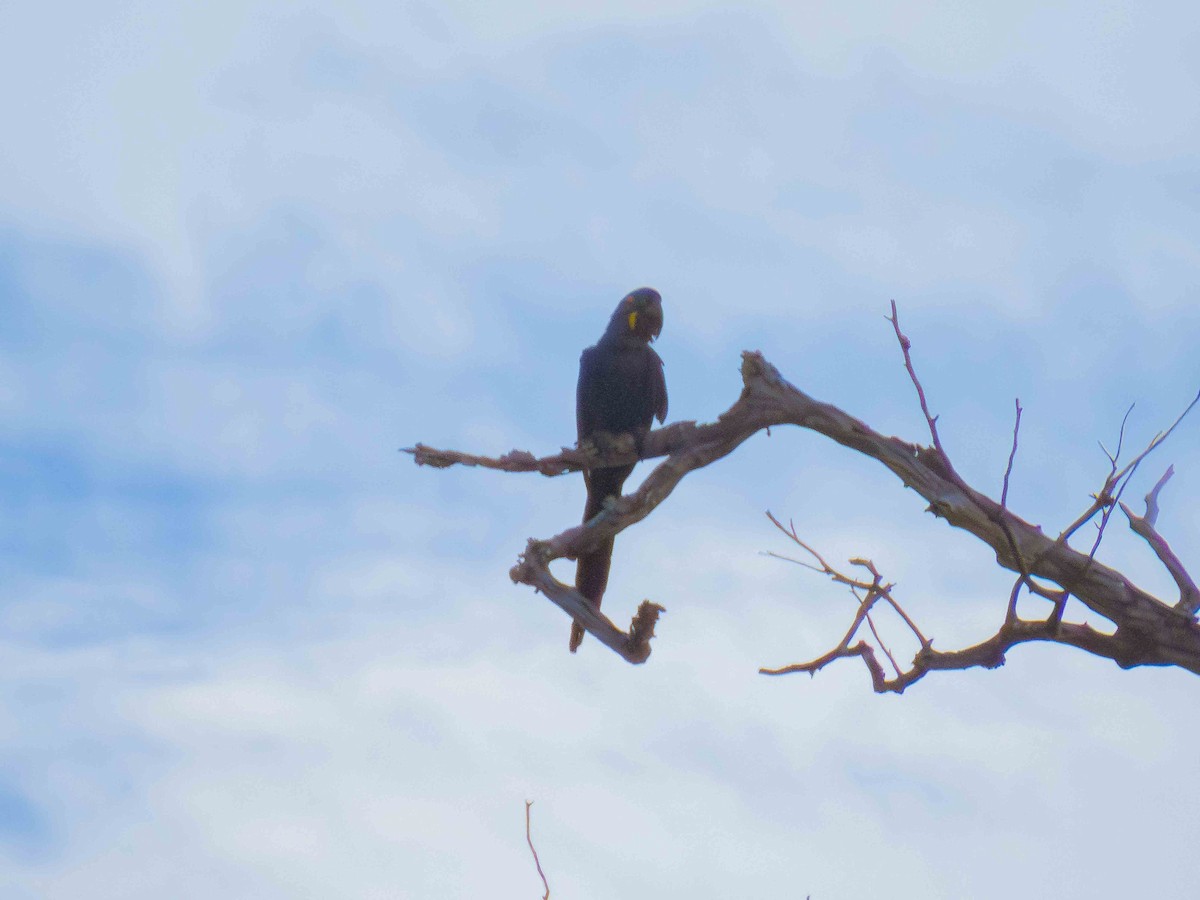 Hyacinth Macaw - ML646937494