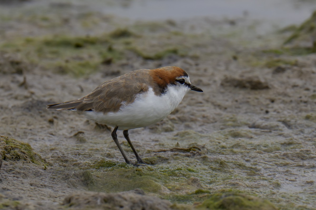 kulík rezavotemenný - ML646937505