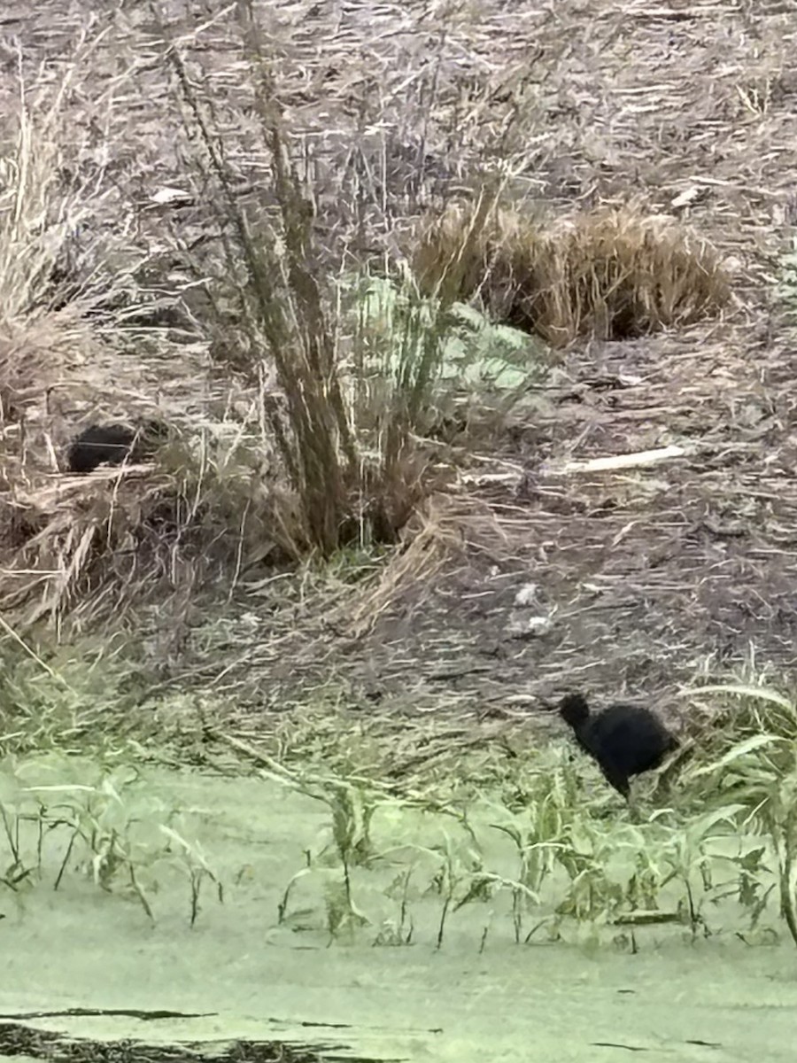 Australasian Swamphen - ML646937506