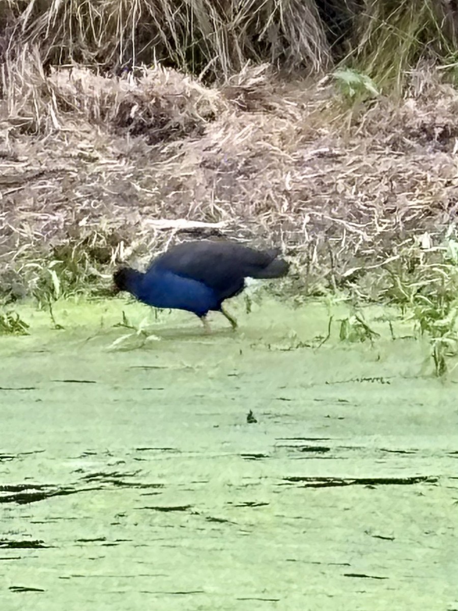Australasian Swamphen - ML646937507