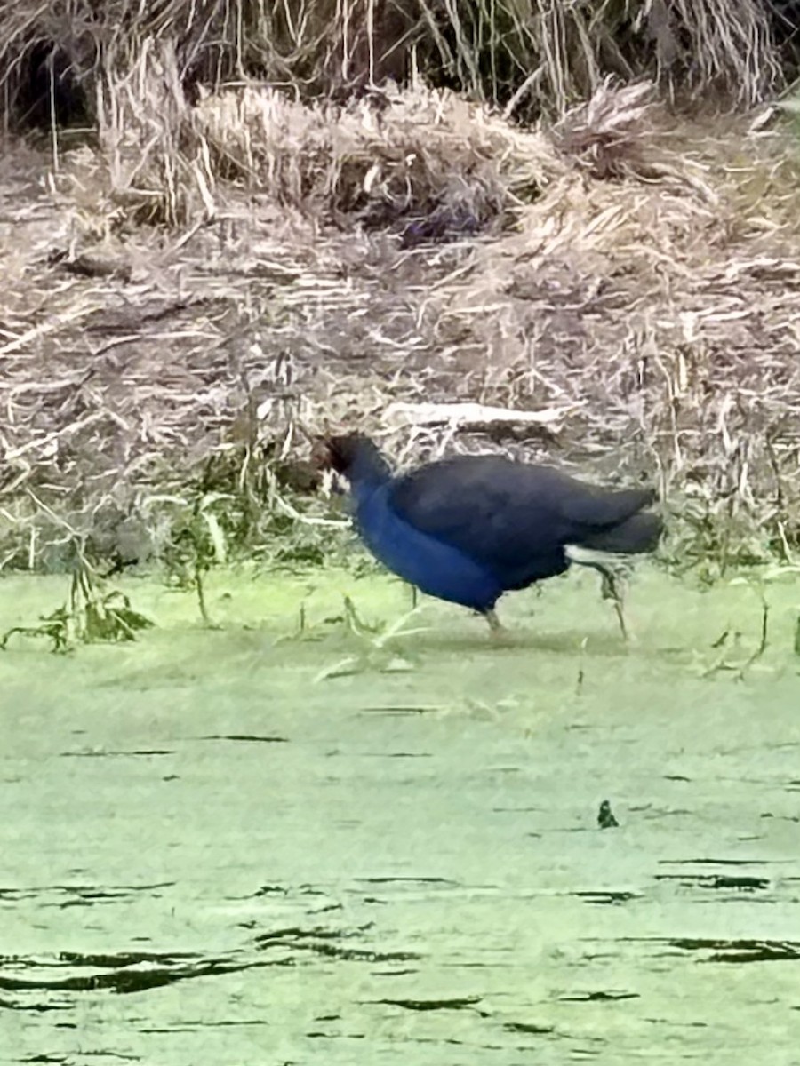 Australasian Swamphen - ML646937508