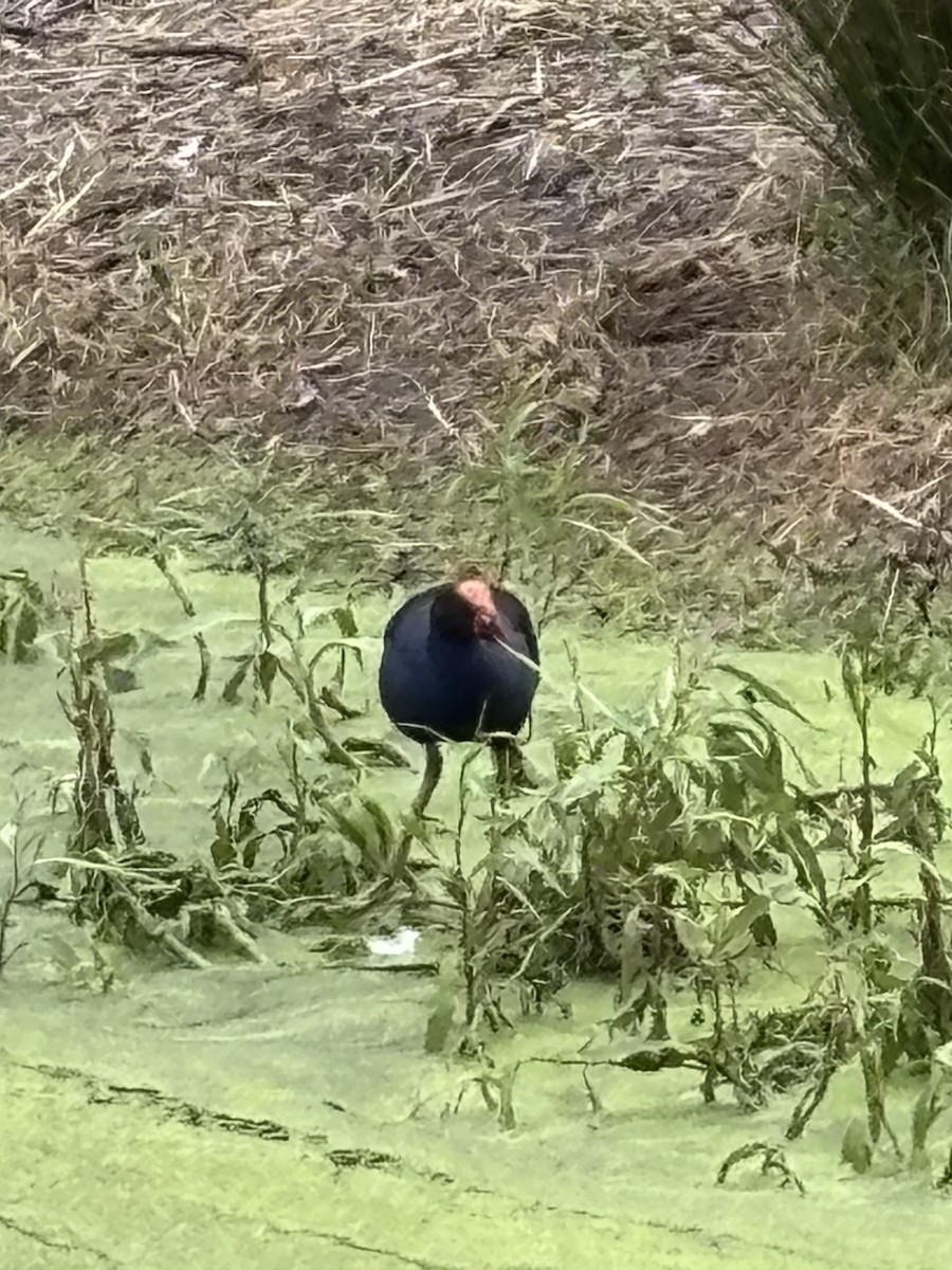 Australasian Swamphen - ML646937509